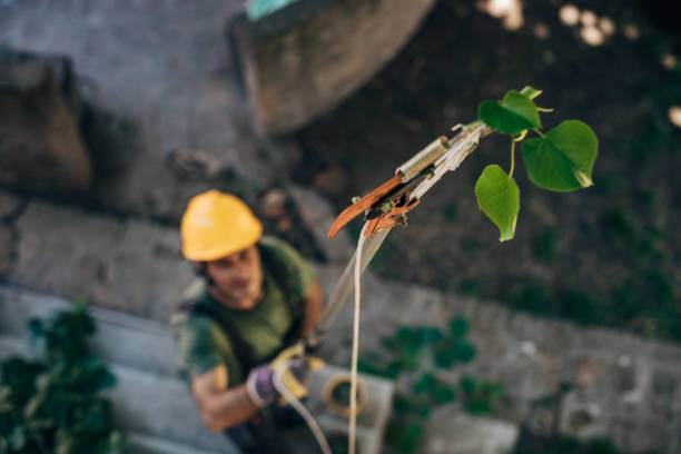 How Our Tree Care Process Works  in  Oakville, MO